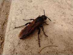 Campsomeris bistrimacula