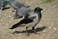 Corvus cornix