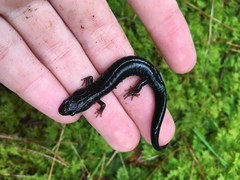 Plethodontinae