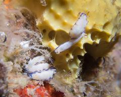 Hypselodoris peasei