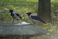 Corvus cornix