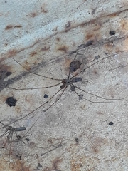Pholcidae
