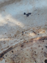 Pholcidae