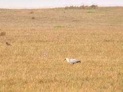 Theristicus branickii