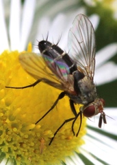 Clausicella setigera