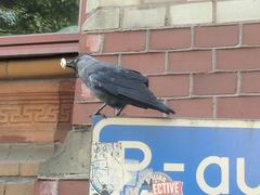 Corvus monedula