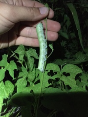 Proserpinus terlooii