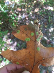 Polystepha quercifolia