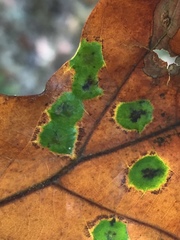 Polystepha quercifolia