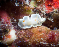 Ardeadoris angustolutea