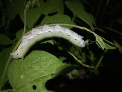 Proserpinus terlooii