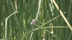 Sporophila telasco