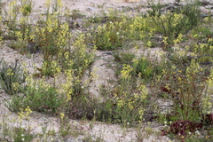 Lyperia tristis