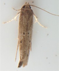 Perimede ricina