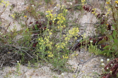 Lyperia tristis