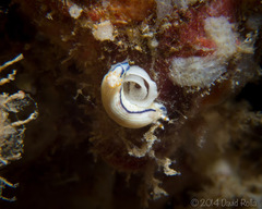 Hypselodoris peasei