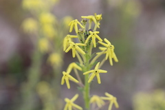 Lyperia tristis