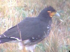 Daptrius carunculatus