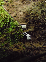 Calyptella capula