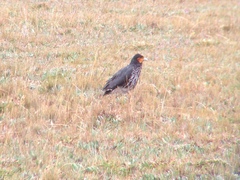 Daptrius carunculatus