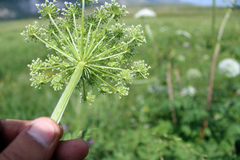Selinum