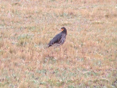 Daptrius carunculatus