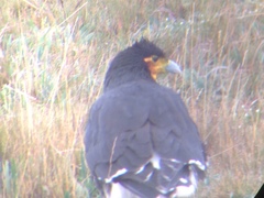 Daptrius carunculatus