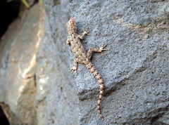 Mediodactylus