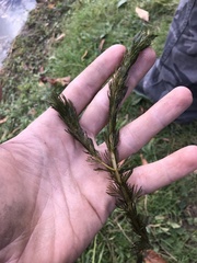 Myriophyllum triphyllum