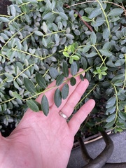 Ilex crenata