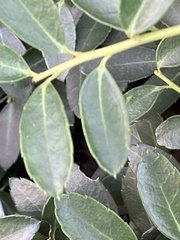 Ilex crenata