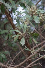 Brachylaena transvaalensis