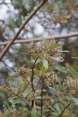 Brachylaena transvaalensis