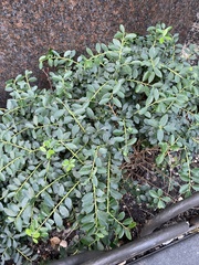 Ilex crenata