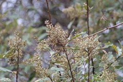 Brachylaena transvaalensis