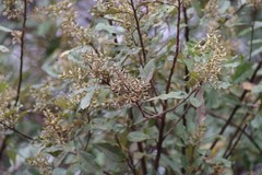 Brachylaena transvaalensis