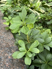 Pachysandra terminalis