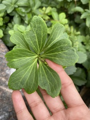 Pachysandra terminalis