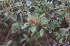 Brachylaena transvaalensis