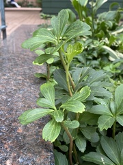 Pachysandra terminalis