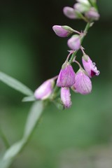Polygala virgata