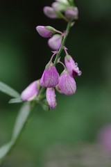 Polygala virgata