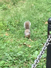Sciurus carolinensis