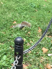 Sciurus carolinensis