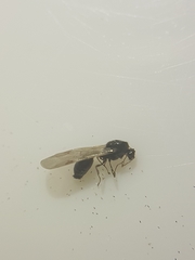 Formicidae
