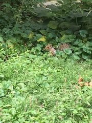 Sciurus carolinensis