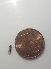 Formicidae