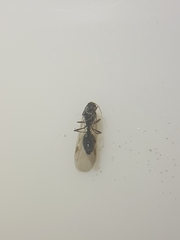 Formicidae