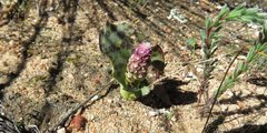 Lachenalia membranacea