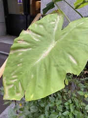 Alocasia odora